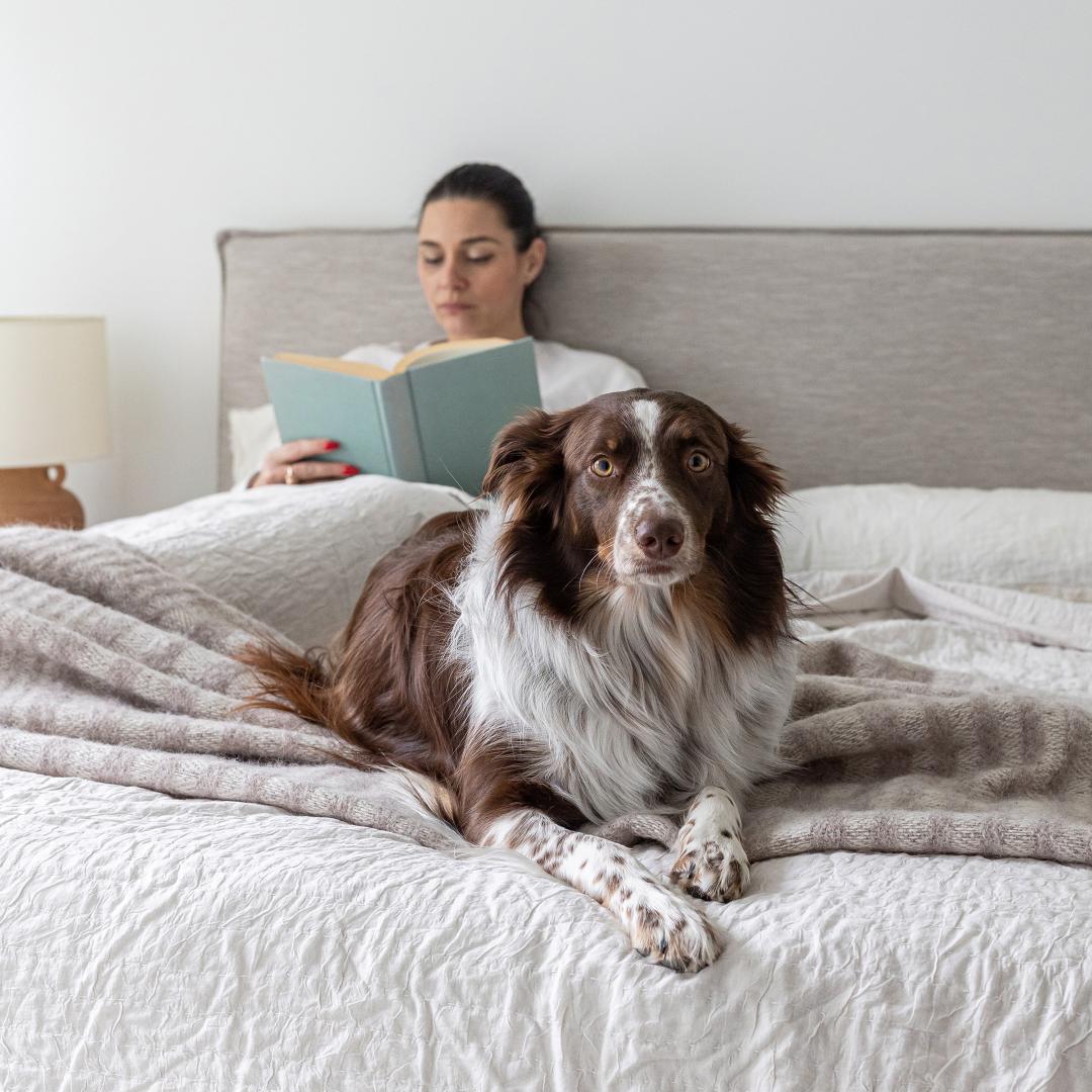 Julia King Storage Bed Short - Sand